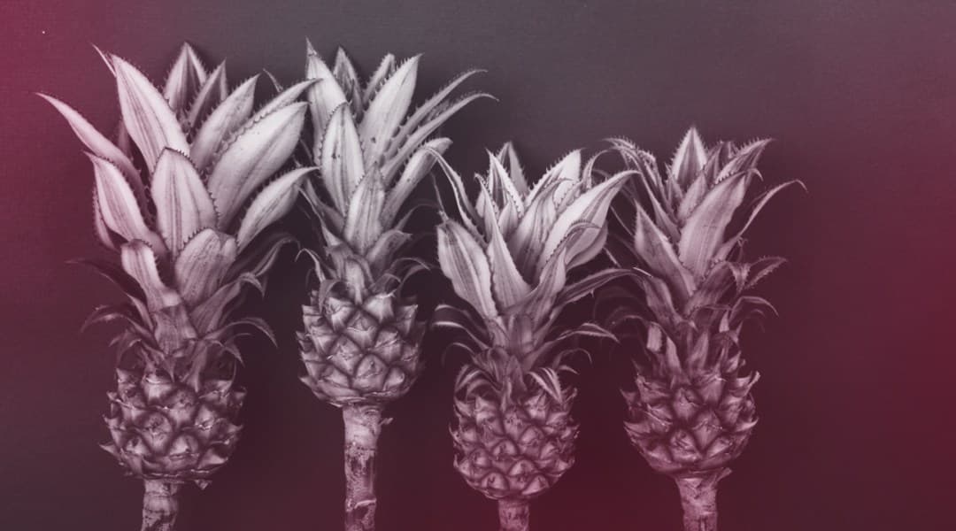 Pineapples by the wall